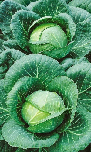 Семена Капуста белокочанная Номер Первый Грибовский 147 0,5гр (УД) Е/П