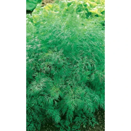 Семена Укроп Мамонтовый 2гр (УД) Е/П