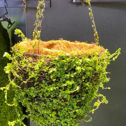 Кашпо для цветов "Сфагнум" с кокосовым волокном, подвесное d=20см конусное, листики